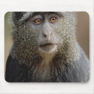 Sykes or Blue Monkey, Cercopithecus mitis, Mouse Pad