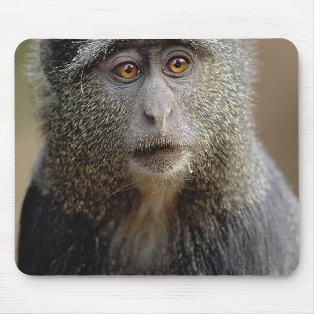 Sykes or Blue Monkey, Cercopithecus mitis, Mouse Pad (Front)