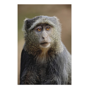 Sykes or Blue Monkey, Cercopithecus mitis, Photo Print