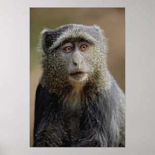 Sykes or Blue Monkey, Cercopithecus mitis, Poster