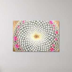 Symmetrical cactus in bloom (Mammillaria celsiana) Canvas Print