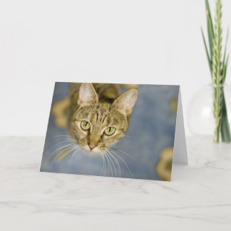Sympathetic cats help ease the pain over pet loss card