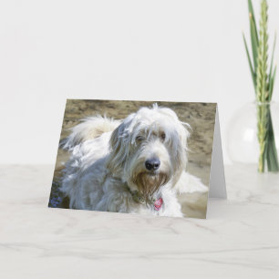 Sympathetic dogs help the ease card