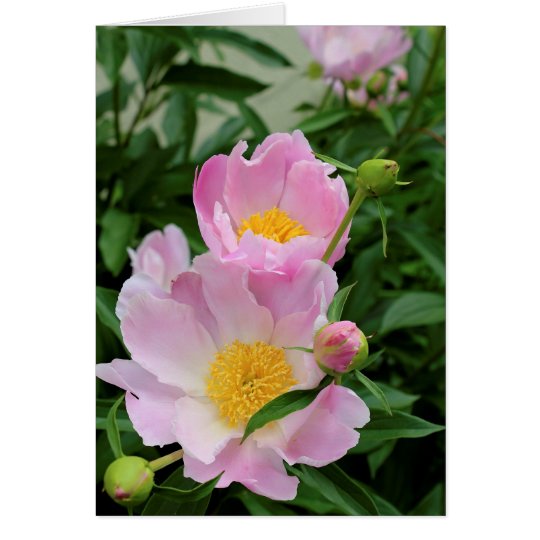 Sympathy Card
