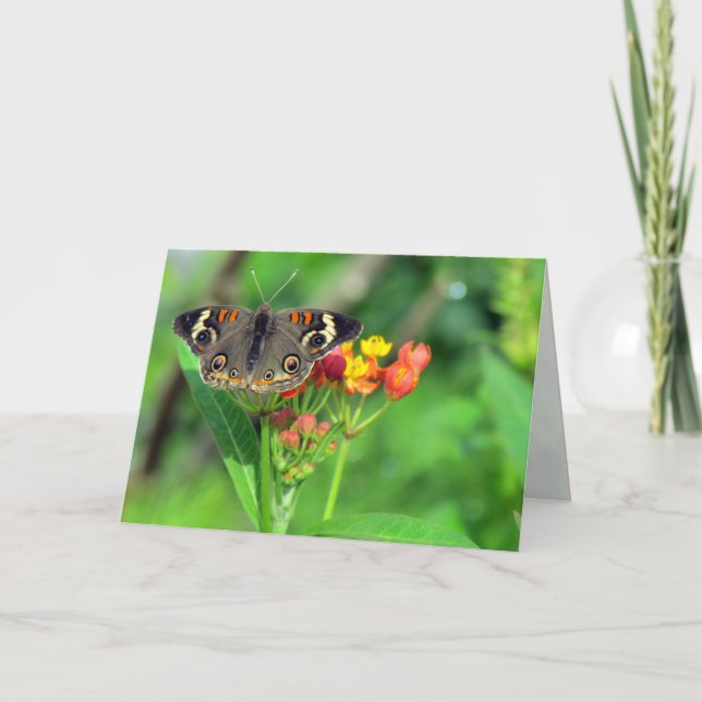 Sympathy Card (Common Buckeye 2470) (Front)