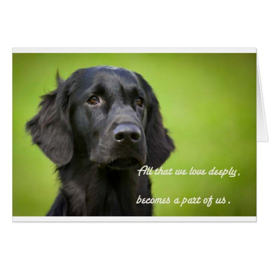 Sympathy card features Flatcoat Retriever