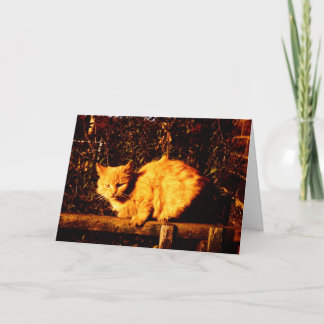 Sympathy Card for Cat Owner