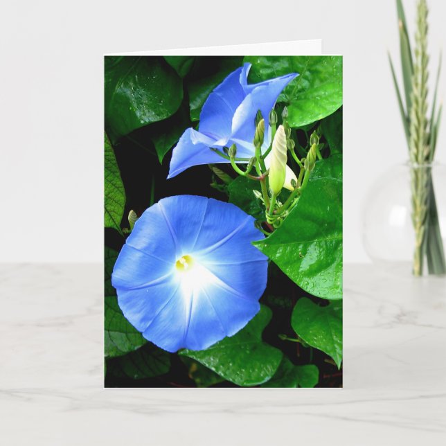 Sympathy - Heavenly Blue Morning Glory Card (Front)