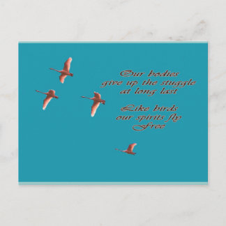 Sympathy-May You Find Comfort Trupeter Swans Postcard