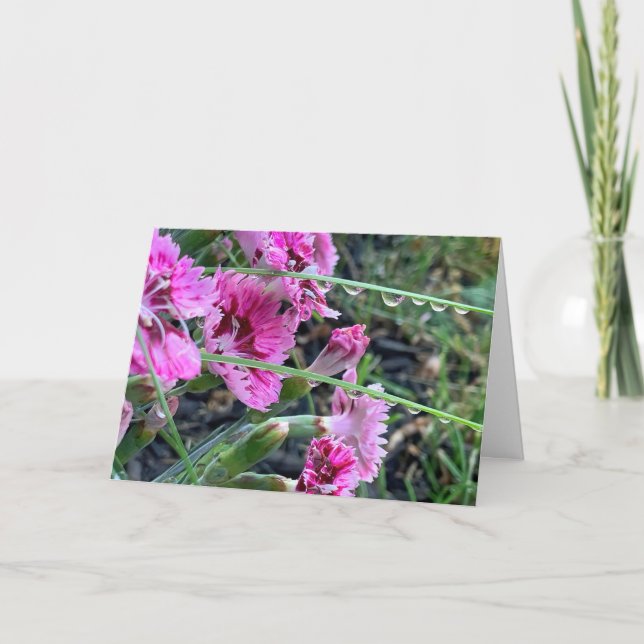 Sympathy Pink Dianthus With Water Droplets Card (Front)