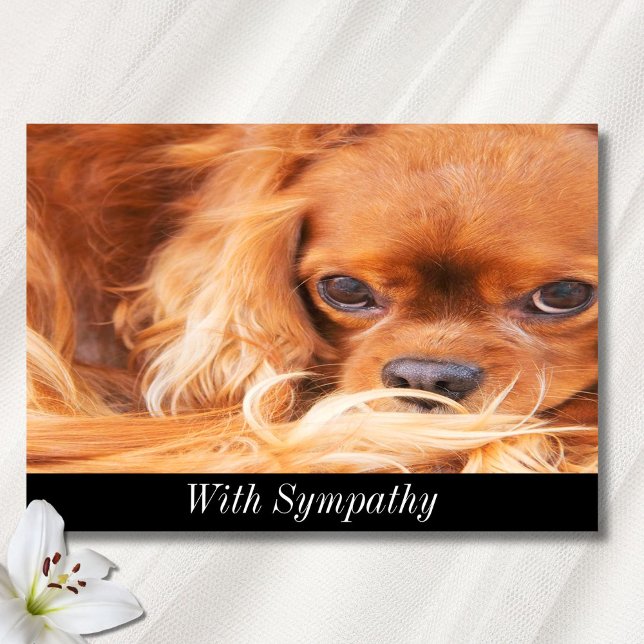 Sympathy Sweet Cavalier King Charles Spaniel Card (Creator Uploaded)