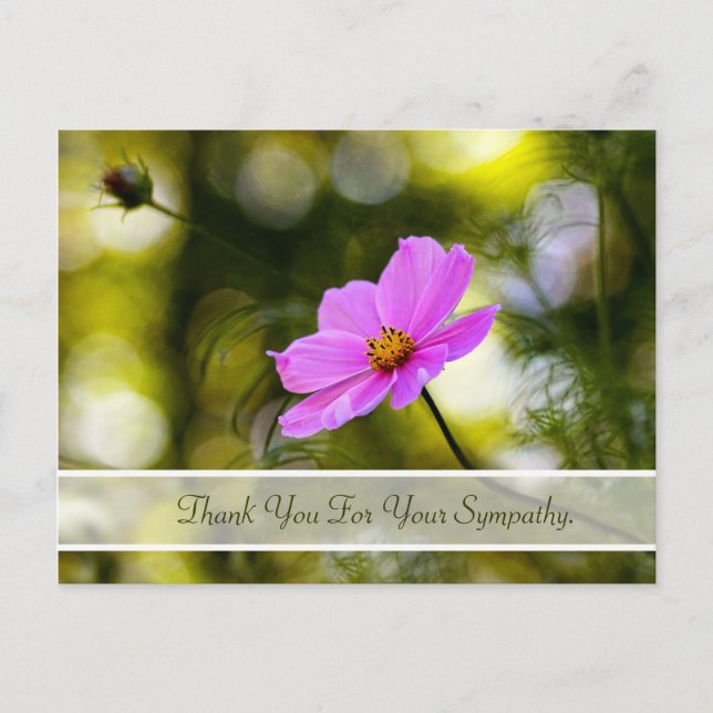 Sympathy Thank You Evening Pink Cosmos Wildflower Postcard (Front)