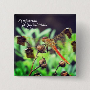Sympetrum pedemontanum elatum 15 cm square badge
