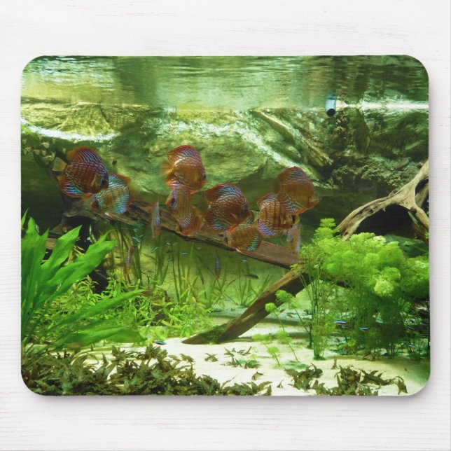 Symphysodon Tank with Tetras Fish Mouse Pad (Front)