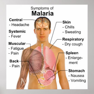 Symptoms Chart of Mosquito-Borne Malaria Disease