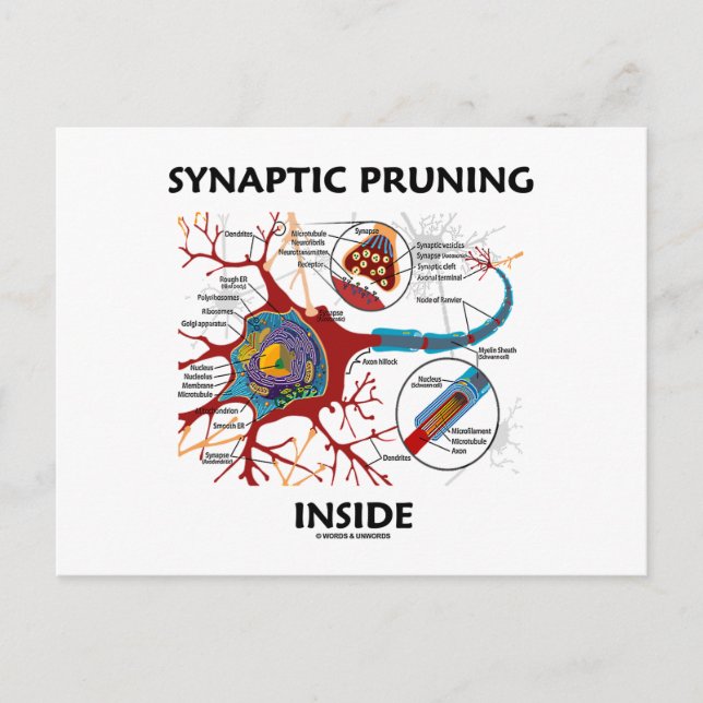 Synaptic Pruning Inside Neuron Synapse Geek Humour Postcard (Front)
