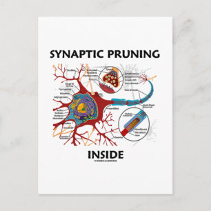 Synaptic Pruning Inside Neuron Synapse Geek Humour Postcard