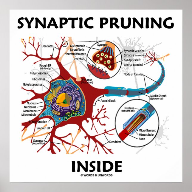 Synaptic Pruning Inside Neuron Synapse Neurology Poster (Front)