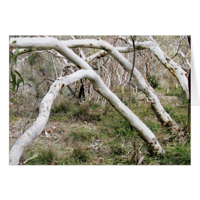 Synchronicity (Front Horizontal)