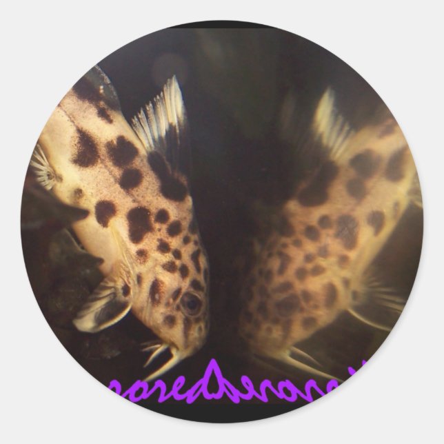 Synodontis catfish mirrored sticker (Front)