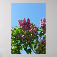 Syringa , Lilac flower tree