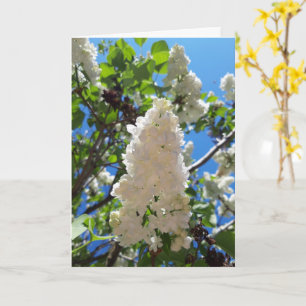Syringa , White Lilac Flower Tree Card