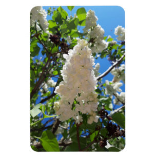 Syringa , White Lilac Flower Tree Magnet