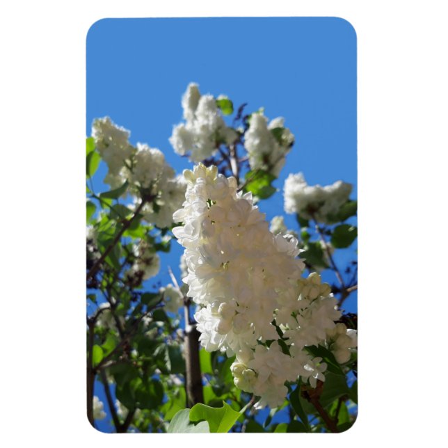Syringa , White Lilac Flower Tree Magnet (Vertical)