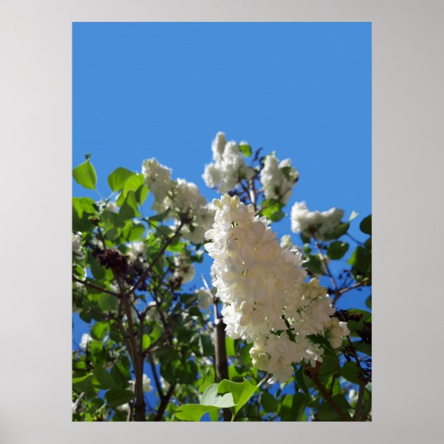 Syringa , White Lilac Flower Tree Poster (Front)