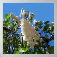 Syringa , White Lilac Flower Tree