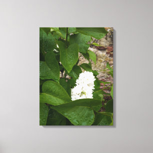 Syringa , White Lilac Flower with Raindrops Canvas Print