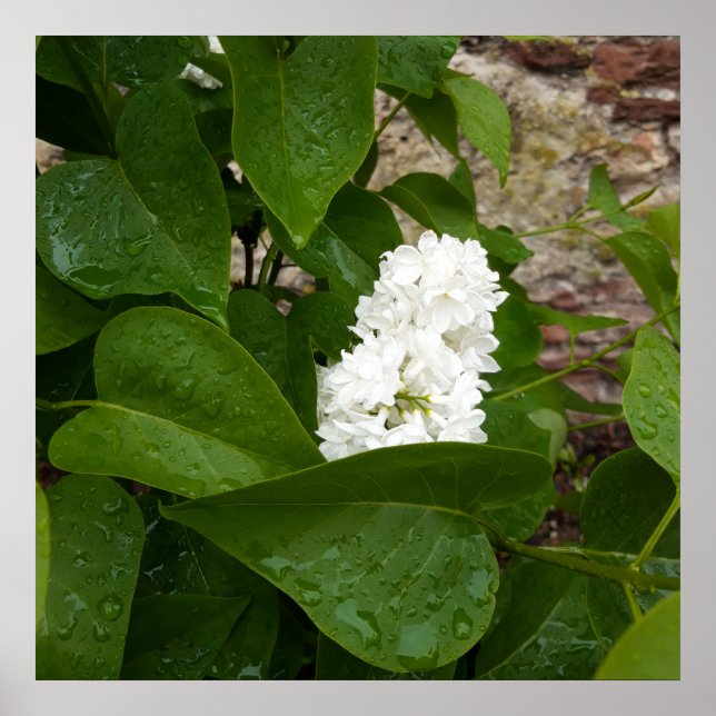 Syringa , White Lilac Flower with Raindrops Poster (Front)