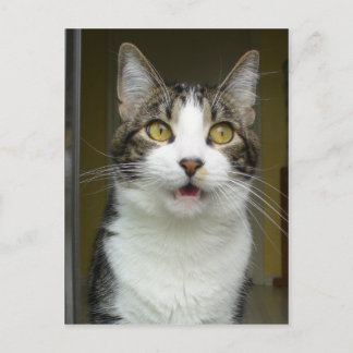 Syrus Shocked Postcard 0001