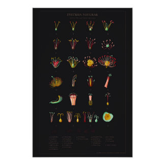 Systema Naturae Glossy Poster