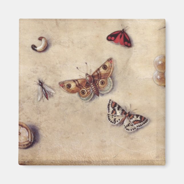 T31566 A Study of Various Insects, Fruit and Anima Magnet (Front)