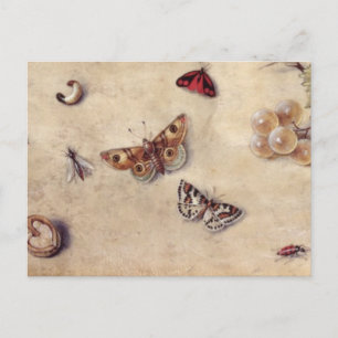 T31566 A Study of Various Insects, Fruit and Anima Postcard