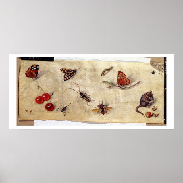 T31567 A Study of Various Insects, Fruit and Anima Poster (Front)
