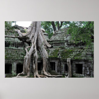 ta prohm temple  in cambodia poster