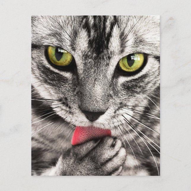 tabby-114782 tabby cat close up portrait feline an flyer (Front)