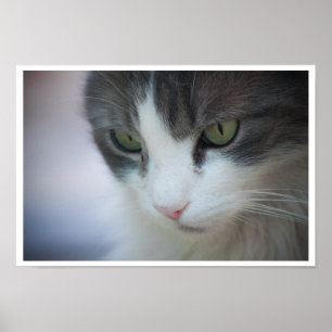 Tabby and White Cat Close-up Poster