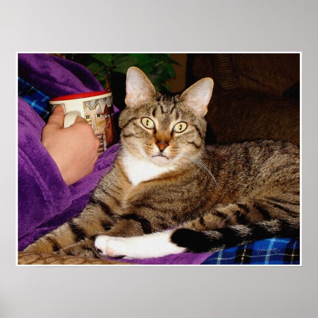 Tabby Break  Poster (Front)