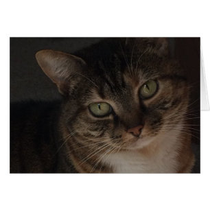 Tabby Cat