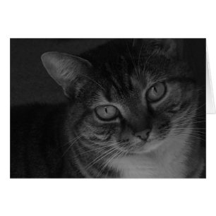 Tabby Cat