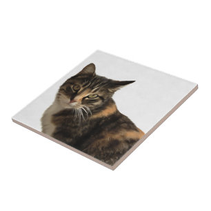 Tabby Cat Artistic Portrait On White Background Ceramic Tile
