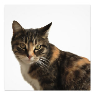 Tabby Cat Artistic Portrait On White Background Photo Print
