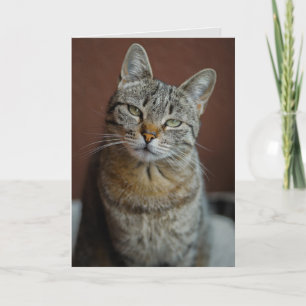 TABBY CAT BIRTHDAY CARD FOR BEAUTIFUL PERSON