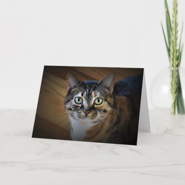 Tabby Cat, card (Front)