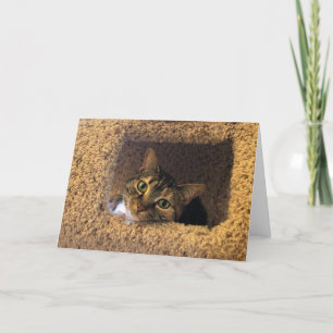 Tabby Cat, card