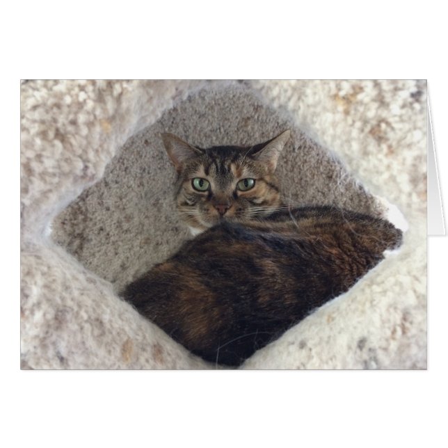 Tabby Cat, card (Front Horizontal)