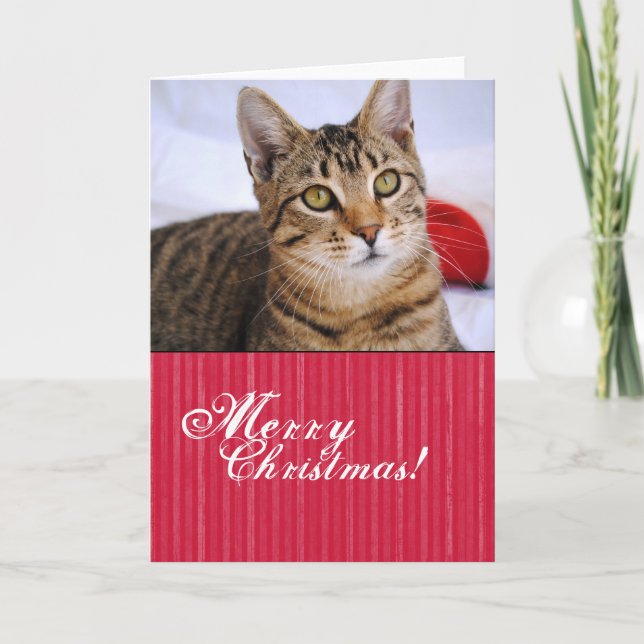 Tabby Cat Christmas Card (Front)
